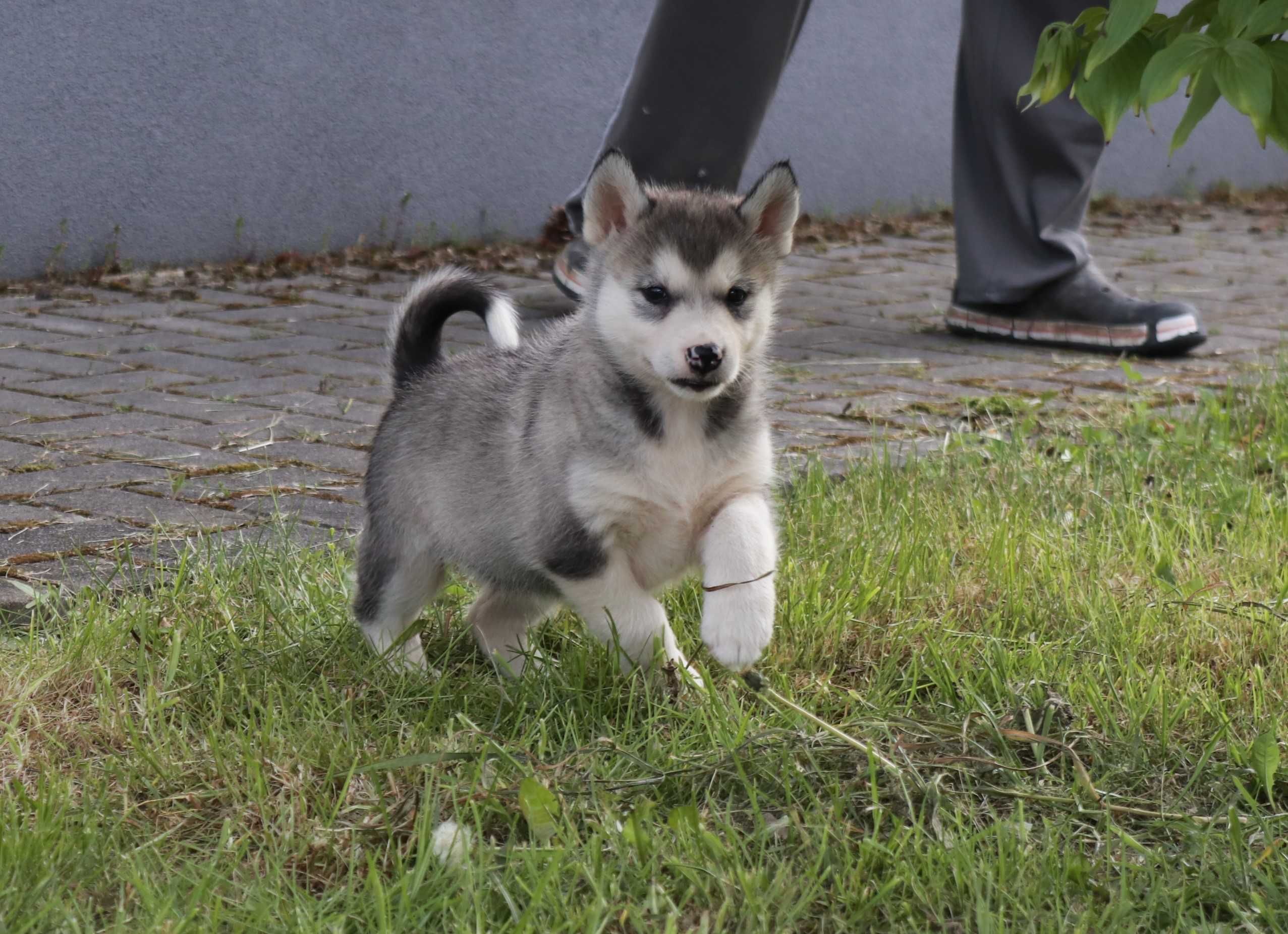 Alaskan Malamute Suczka Mela