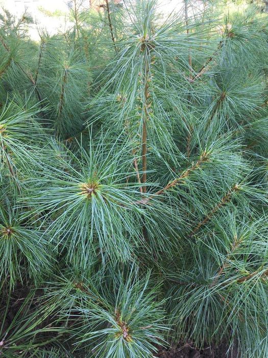 Сосна веймутова, 15 -80см  от  280 грн