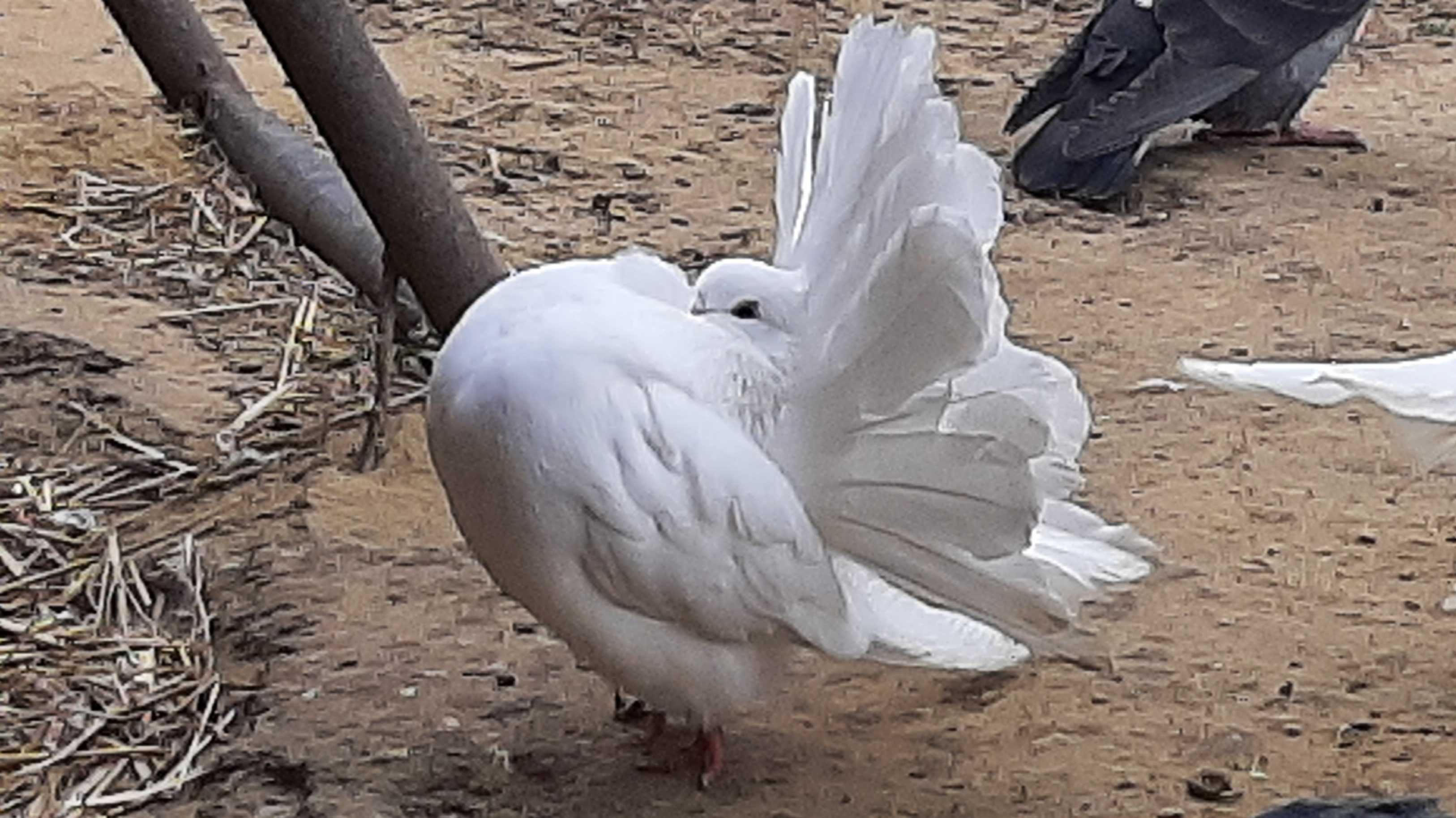 Gołębie-pawik woj.lubelskie wysyłka