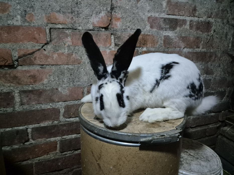 Sprzedam kotną samiczkę