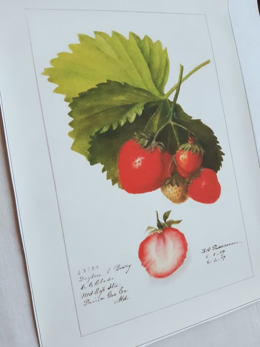 Gobelin na płótnie HD/Obrazek/Vintage Retro Fruit, Strawberries