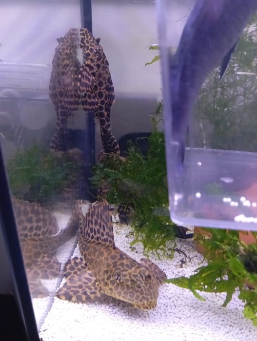 Plecostomus  leopardo