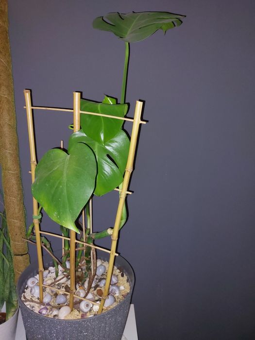 Kwiat monstera z doniczką