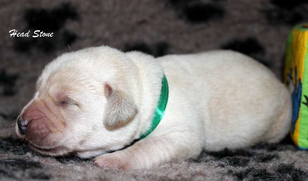 Лабрадор ретривер КСУ