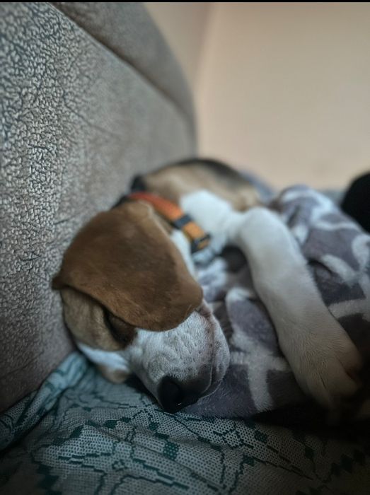 Перетримка собак