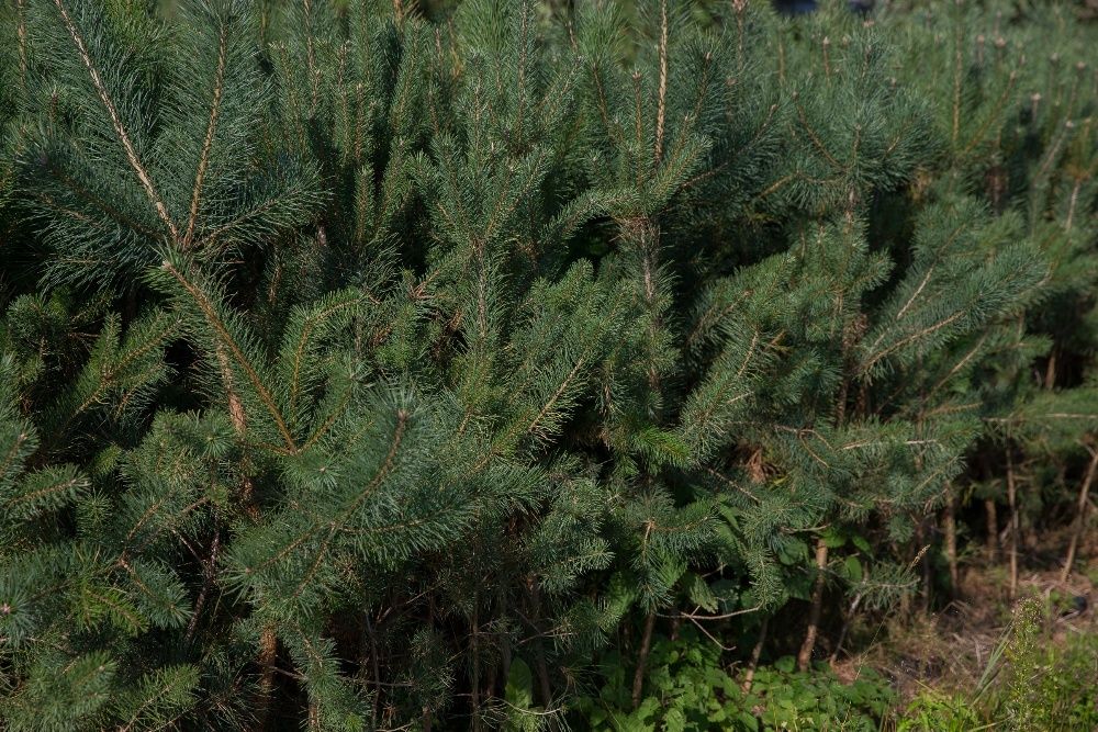 Sosna Zwyczajna (Pinus Sylvestris), wys. 140-150cm, donica 3l