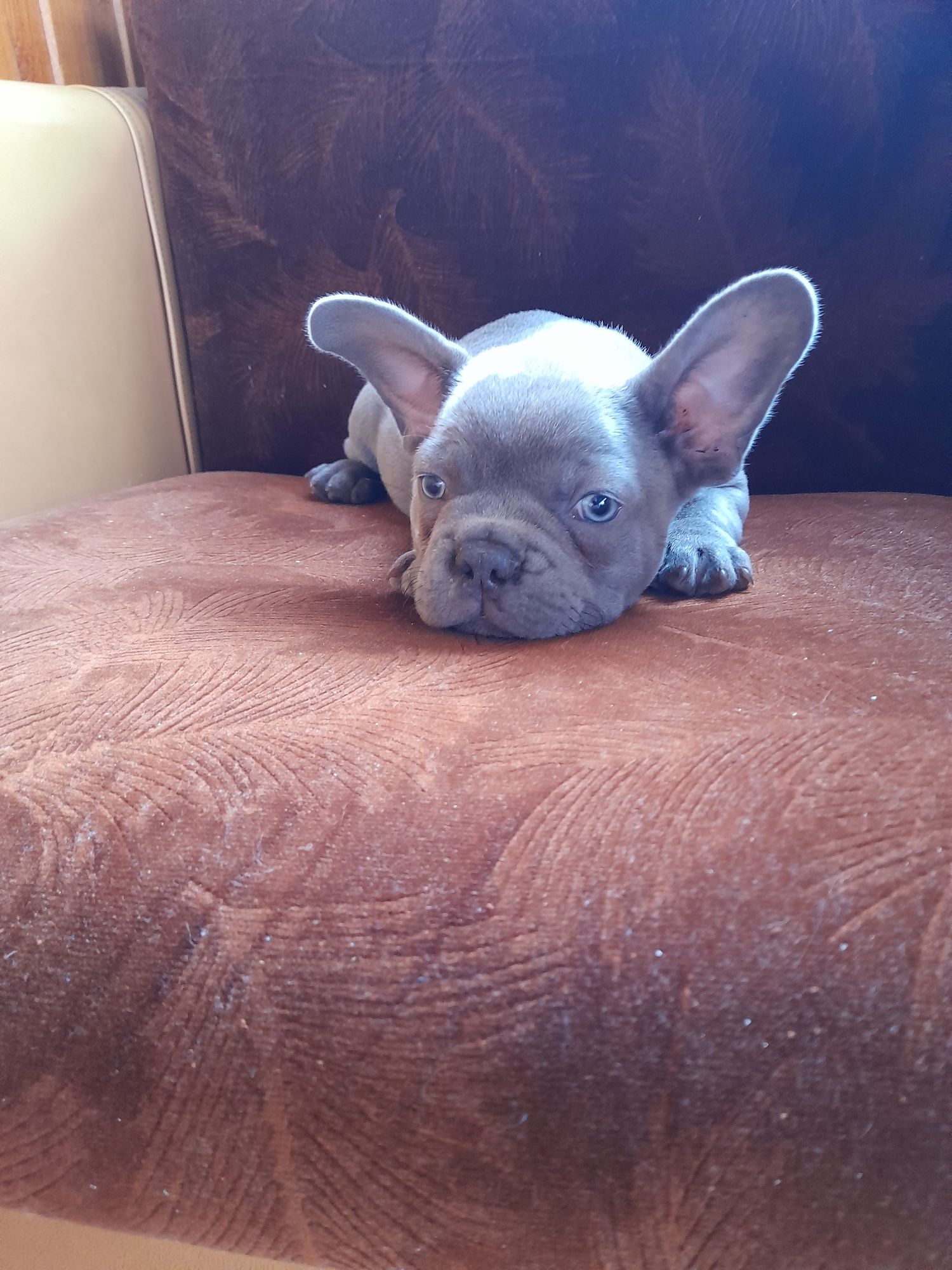 Buldog francuski piesek
