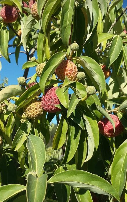 Arvore Cornus capitata  "Árvore-de-morangos-do-Himalaia"