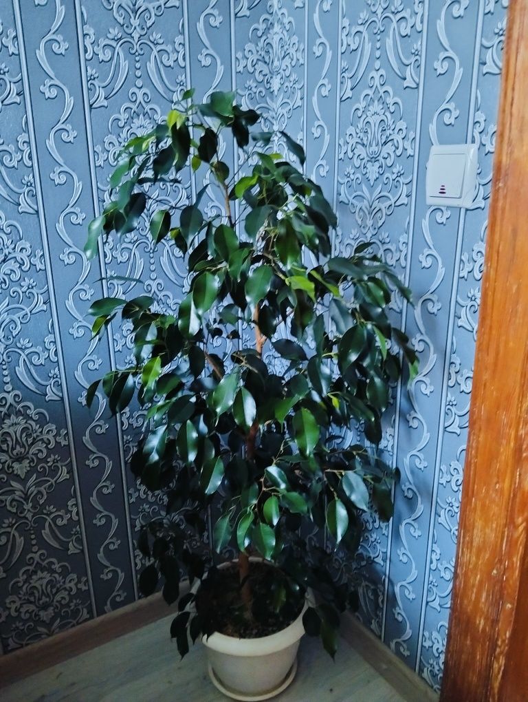 Фикус бенджамина.