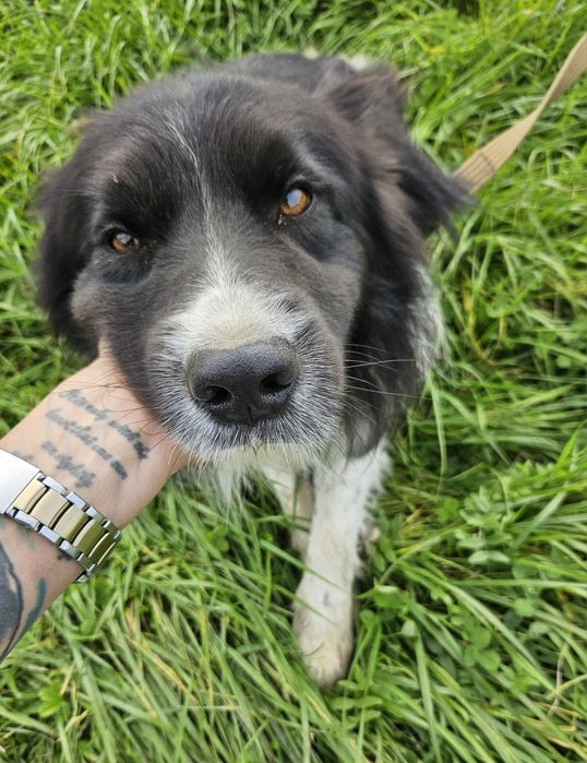 Pies Border Collie 3 letni