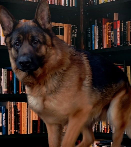 Крупные,породные щенки.