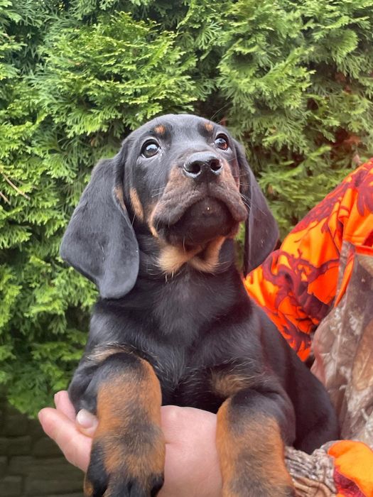 Gończy Polski -Piesek ZKwP