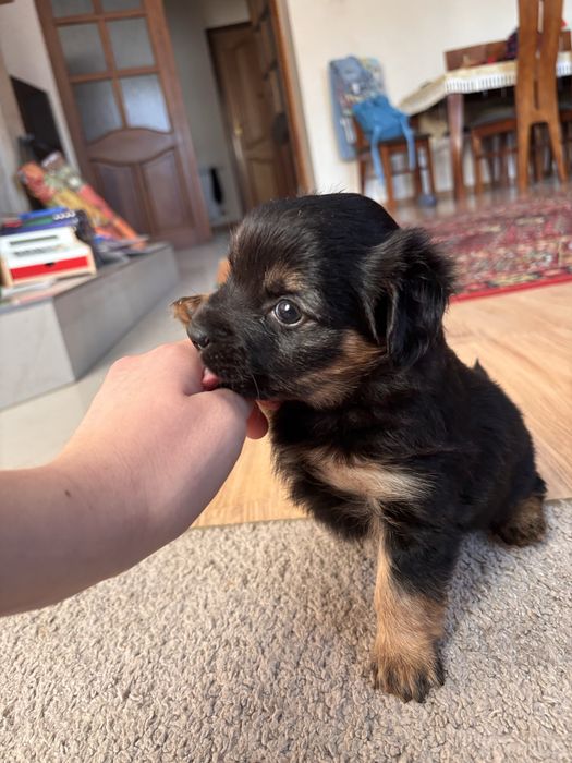 Pieski 1 piesek 3 suczki