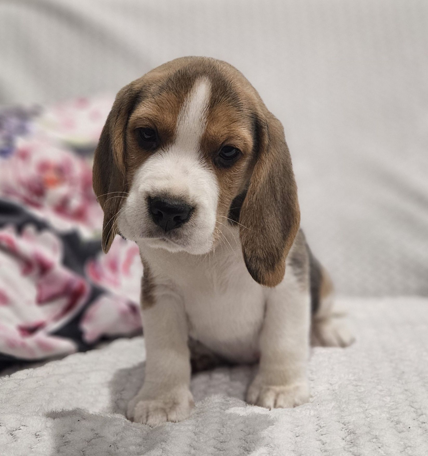 Beagle śliczny piesek Hulk ZKwP FCI