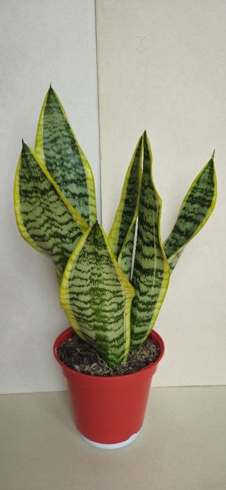 Planta Espada de São Jorge Vaso 14 cm