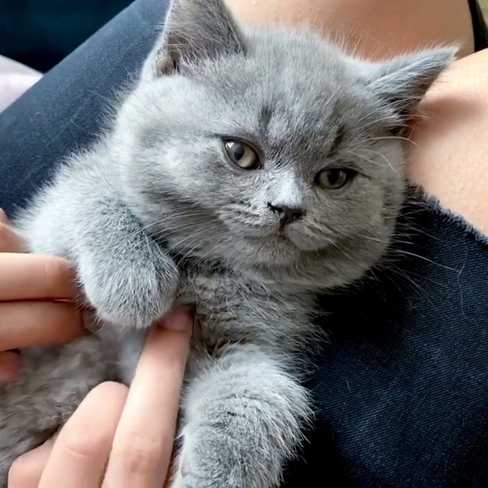 Ручна кицюня