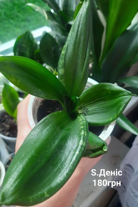 Сансевієрія, Sansevieria