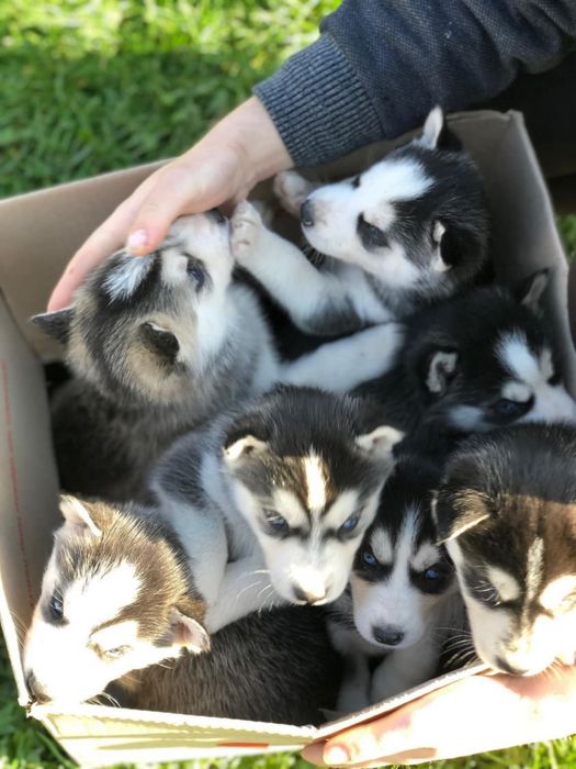 Красивий хлопчик Хаскі шукає дівчинку