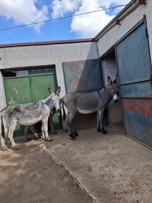 Burros para venda, animais muito bonitos
