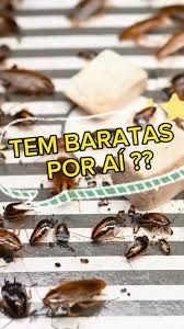 Desinfecção contra baratas