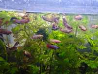 Alevinos Jovem betta halfmoon red dragon