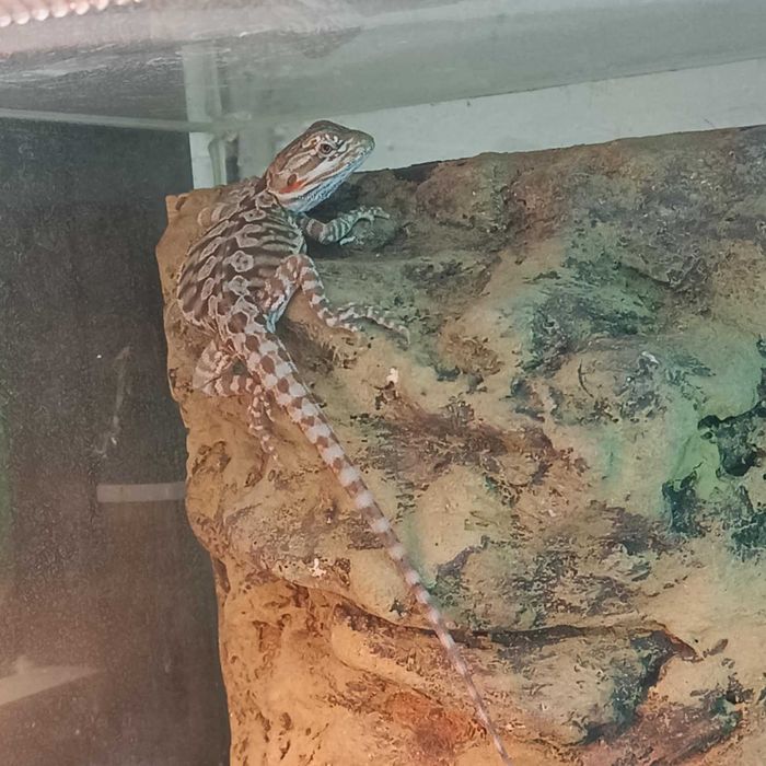 Agama brodata, agamy brodate