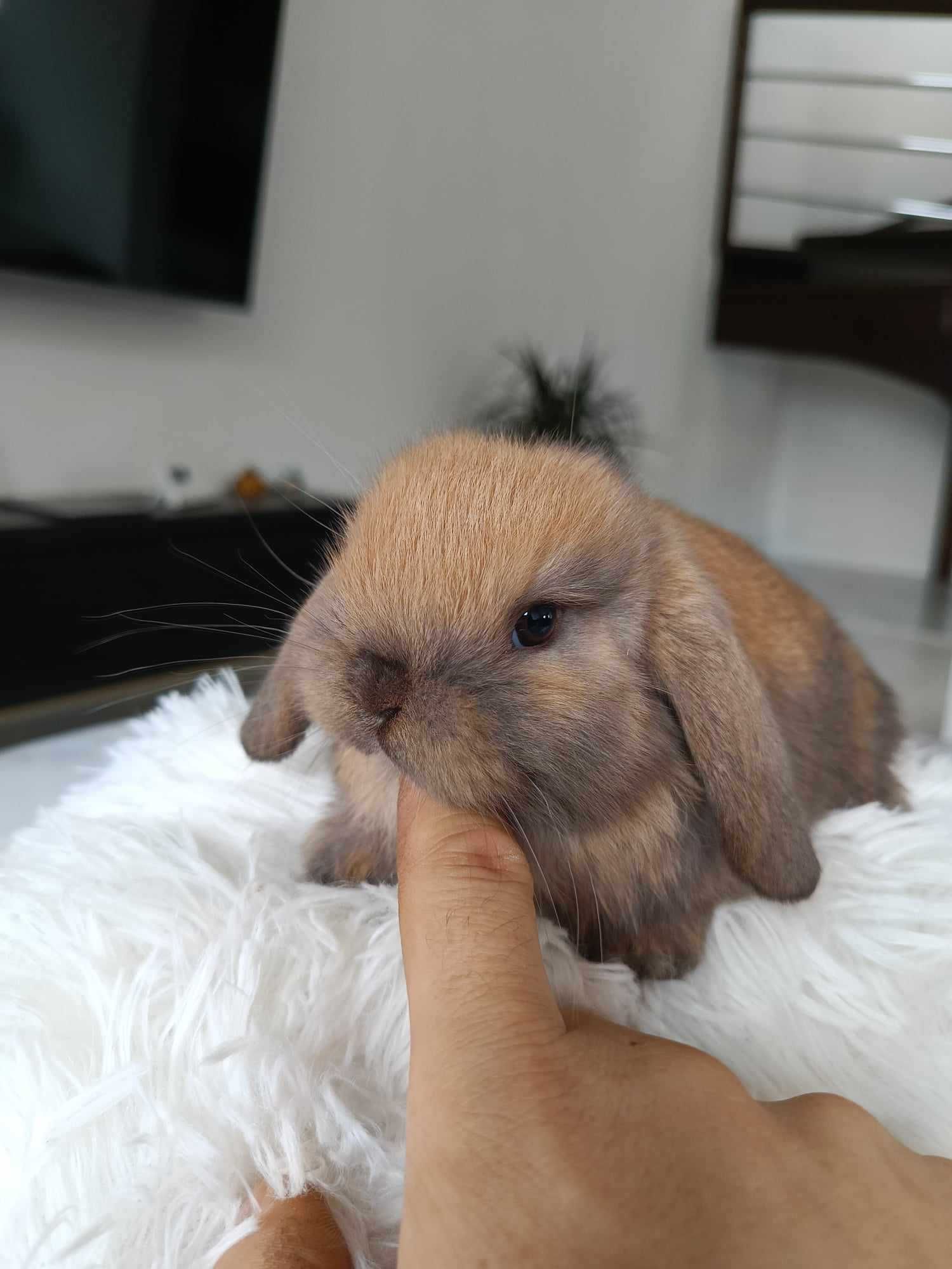 Mini lop karzełek Teddy hodowla zarejestrowana