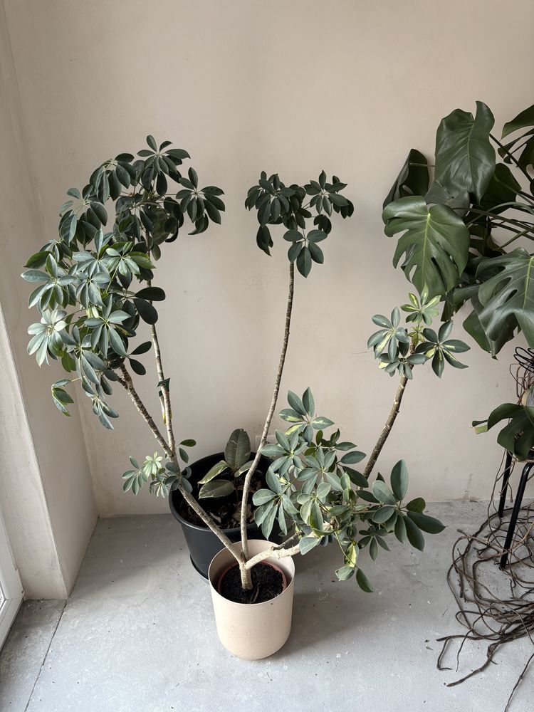 Schefflera szeflera rozłożysta duża