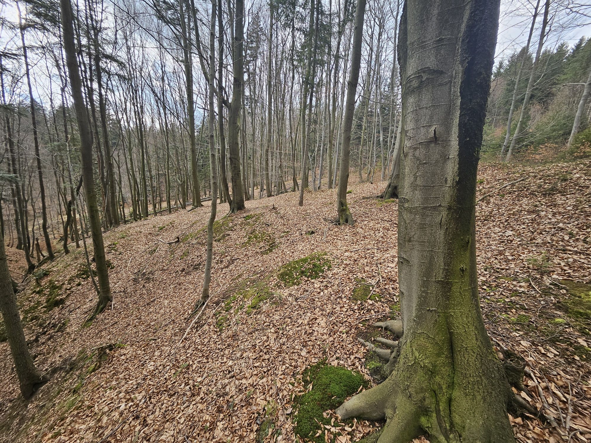 Działka pod Magurką Wilkowicką.