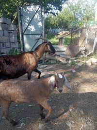 Коза и козочка англо-нубийские