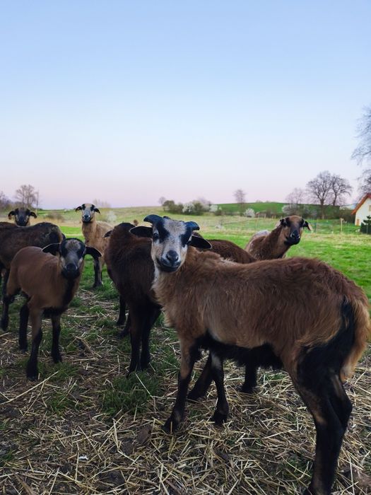 Sprzedam młode barany kameruńskie