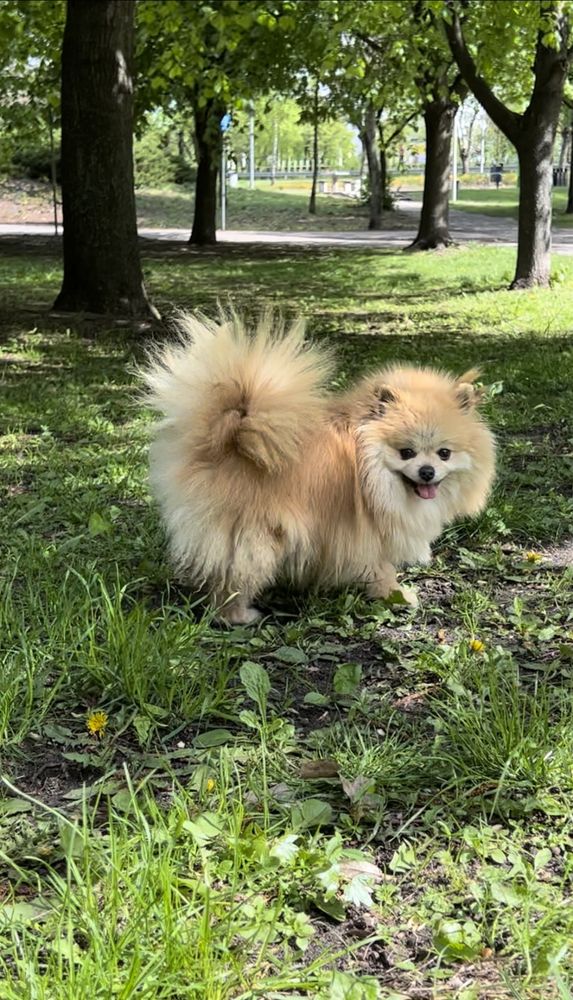 Pomeranian XS sunia