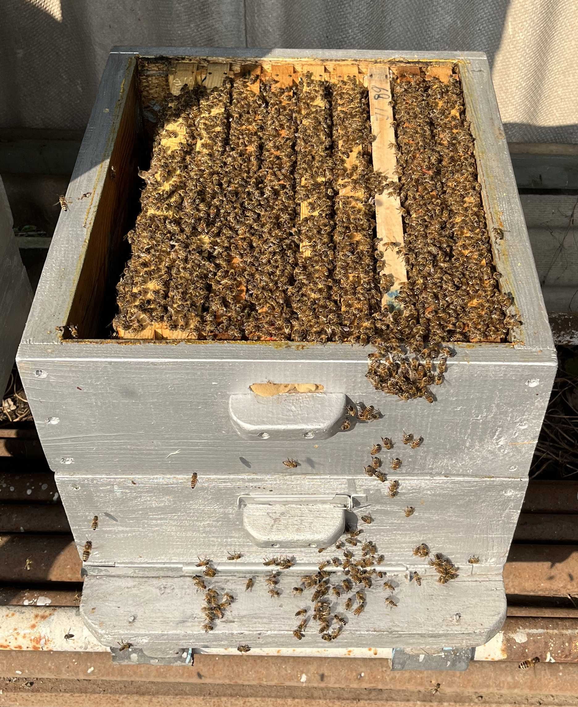 Продам бджолопакети та бджолосім'ї Української степової породи