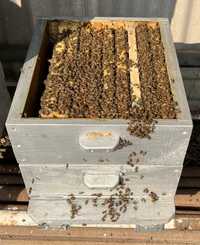 Продам бджолопакети та бджолосім'ї Української степової породи