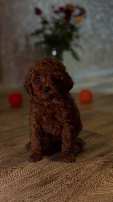 Роскошные Toy Poodle Red Brown, Китай