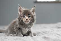 Kocurek Maine Coon/Rodowód FPL/