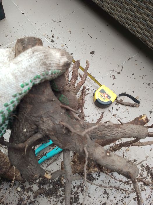 Павловния.Павловнія. Річні саджанці сортів Войлочна,ШанТонг,ПаоТонгZ07