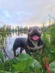 American Bully Duże dziecko
