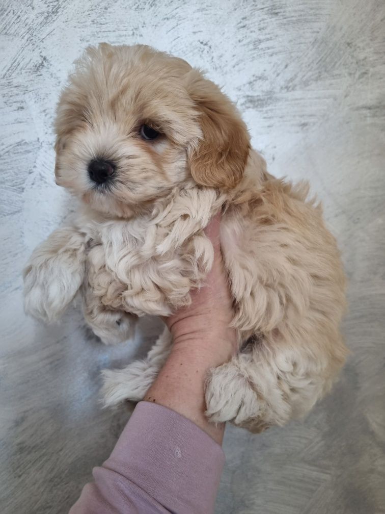 Maltipoo F1 Piękna Dziewczynka