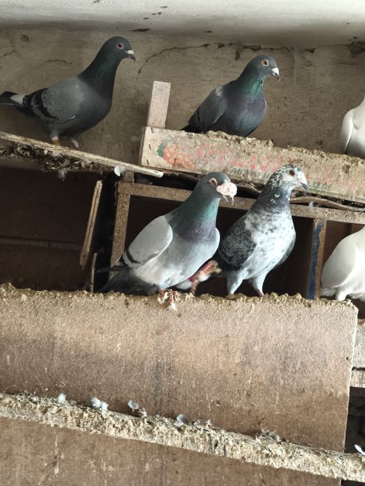 Gołębie, piekne gołąbki