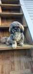Shih-Tzu BLUE srebrny Hodowla Polski Dog