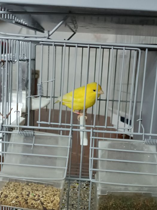 Canários machos e fêmeas