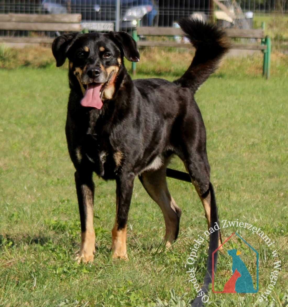 WESOŁY, towarzyski, przesympatyczny DINGO - kocha ludzi - adoptuj !!!