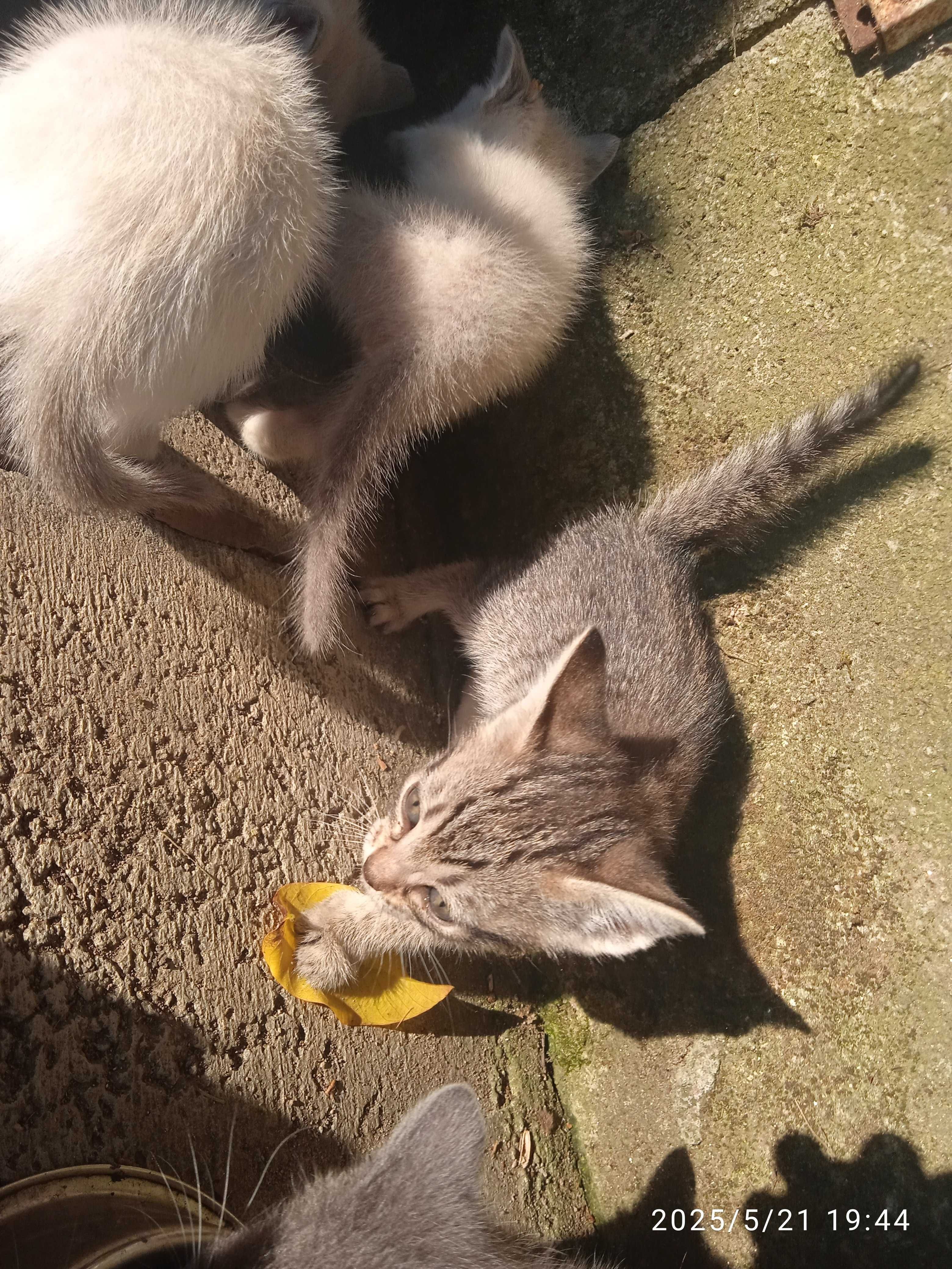 DOU gatinhos bebés meigos