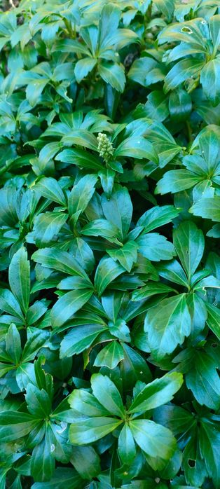 Sadzonki rumianki japonskiej