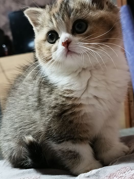 Котята шотландские