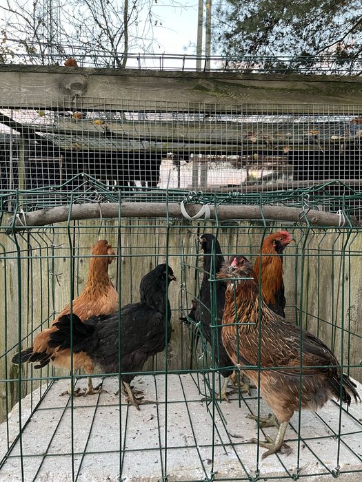 Aracuana ogoniasta 4+1