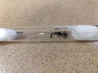 Camponotus ligniperda kolonie mrówki
