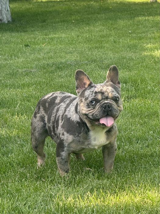 Французський бульдог