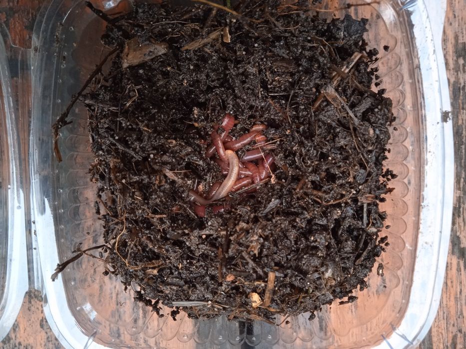 Dzdzownice kompostowe